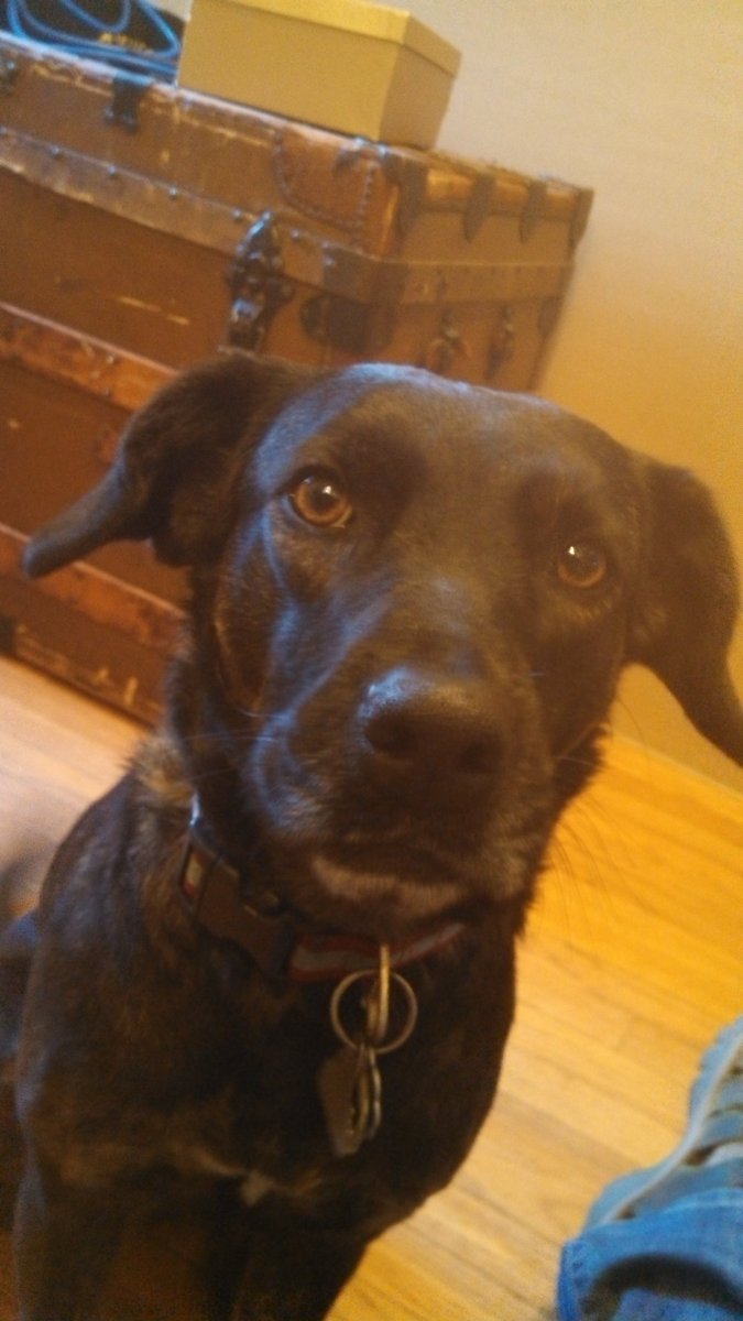 rachel_shorey's tweet photo. We told Trout that Uncle Bob won't be visiting again for a little while. Now she's got #boblems. https://t.co/vAvn6rCFEy