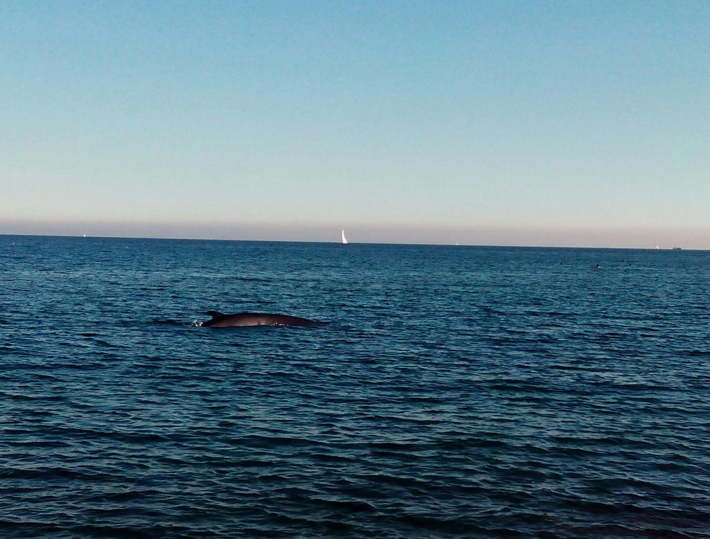 Veient una possible #balena a la #barceloneta Brutal!!