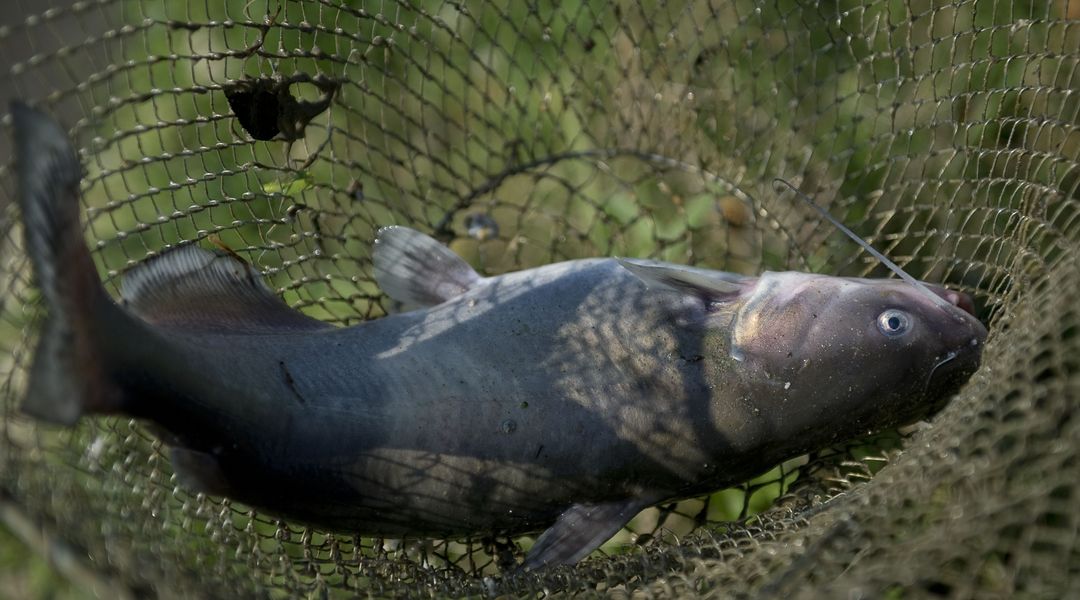 voxdotcom's tweet image. The TPP's impact on agriculture, explained in 6 products vox.com/policy-and-pol…