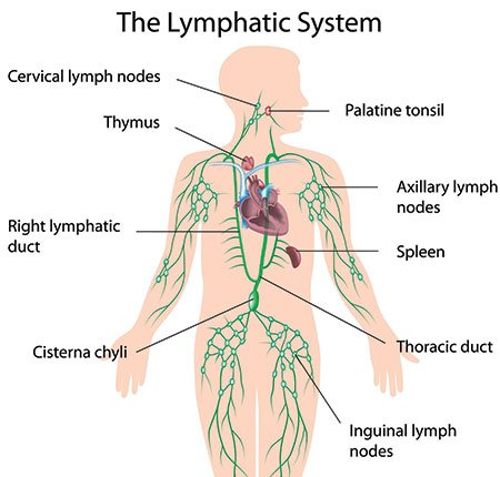 SusanProsserUK's tweet image. Here&apos;s the Lymphatic System explained. Learn more about how holistic therapy can help #BodySystem #Health #Fitness