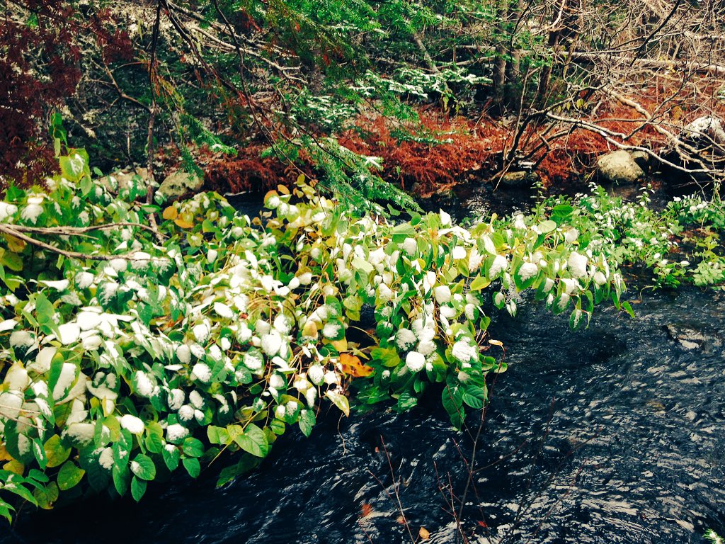 bmelyk's tweet photo. checkin' out the  #riparianzone for @biol2600. 
#nature is amazing. 
see how the leaves have grown over the stream? https://t.co/70MwnJqNPX