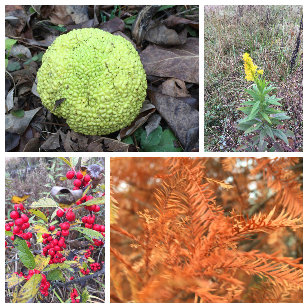 InLifeOnPurpose's tweet photo. Cold November day
Grey abounds, but color too!
Less, indeed is more

#Haiku 
#HamiltonCountyParks https://t.co/W0SIJqzMKi