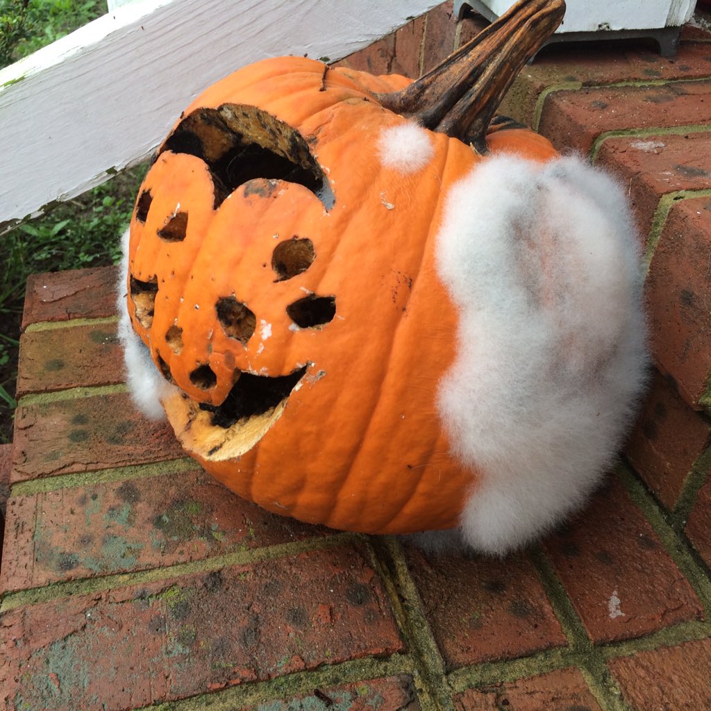 dougienoshare's tweet photo. Look @BlaineStewart even my nasty old pumpkin can grow a beard #silverpumpkin #totallygross cc: @GabriellaDeLuca https://t.co/kZVg6oVZjZ