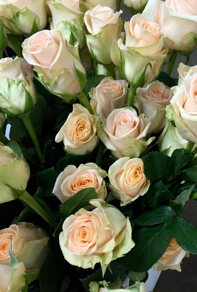 CHFAiken's tweet photo. Tiffany Roses!❤️ https://t.co/romR8WrmgX