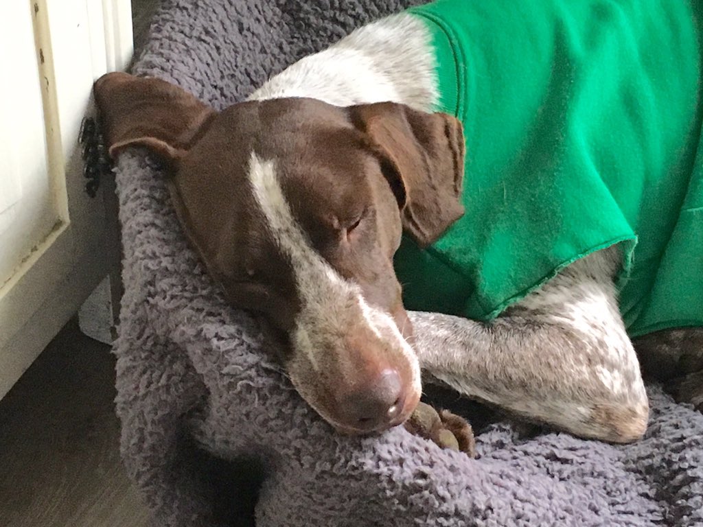 DogFosterer's tweet photo. I just LOVE my new bed @AllAboutDogsNet https://t.co/wRT0ActsPn