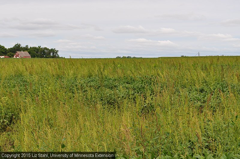UMNExt's tweet photo. Help needed fr #mnag on #herbicide resistance survey https://t.co/gQUMbBR6zg @mncorn @MNSoybean @MNagriculture https://t.co/WMECe7S2Hs
