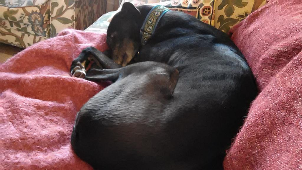 RWhitechurch's tweet image. Recently adopted Oscar 😍 #sofadog