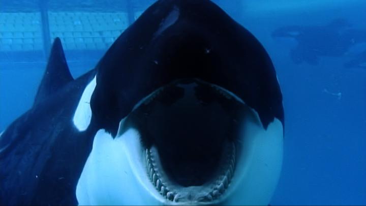 Seasaver tweet picture