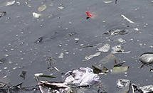 [ Environment News ] tweet media