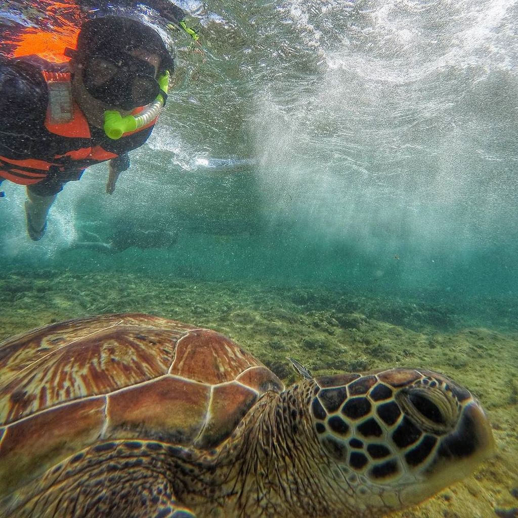 video_gopro's tweet photo. #apo #island #zamboanguita #negros #oriental #choose #philippines #backpacker #wander #explore #funph #sea #turtl… https://t.co/ehQtdlbJa2