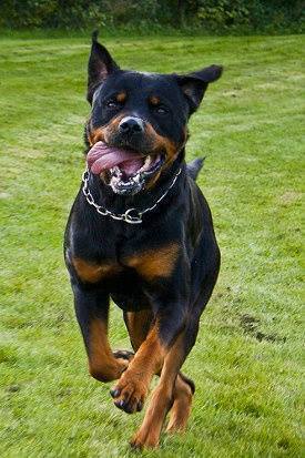 RottieFanClub's tweet photo. Describe this picture with ONE word!

Like ✔ Comment ✔ Share ✔ https://t.co/bSjA4Ool6J
