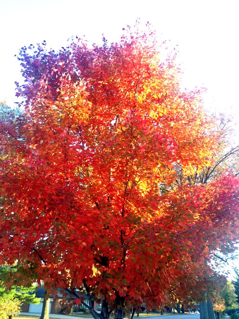 emilyrau's tweet photo. Anybody else still falling for @KentEhrhardt?? Gorgeous! #fall4kent #itaintovertilitsover @kmov #n4tm https://t.co/DDb7IKoZtn