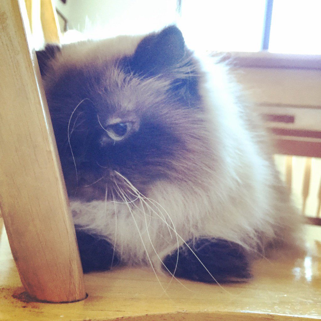 SmoreTheCat's tweet photo. Is it the weekend yet? It's so gloomy outside. #cat #CatsOfTwitter #catblogger #catitude https://t.co/H5TNygR87T