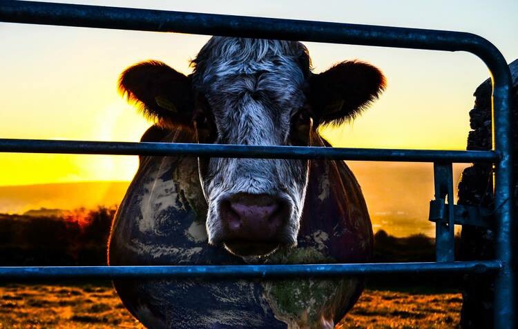 beatrootbarney's tweet photo. @Cowspiracy may be the most important film made to inspire saving the planet" @louiepsihoyos - showing on UK Netflix https://t.co/wytPWWG2YO