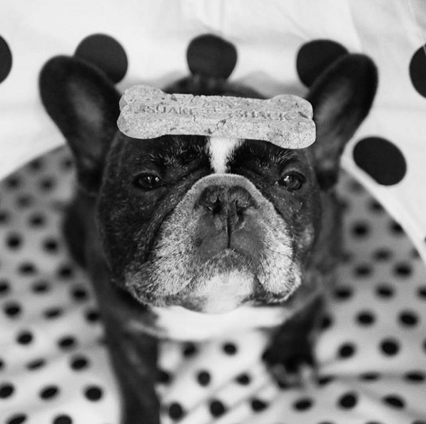 shakeshackUK's tweet photo. Bad to the bone. #dogsofshack pic by #shackfan @ninjeeee. https://t.co/0burQjLYPe