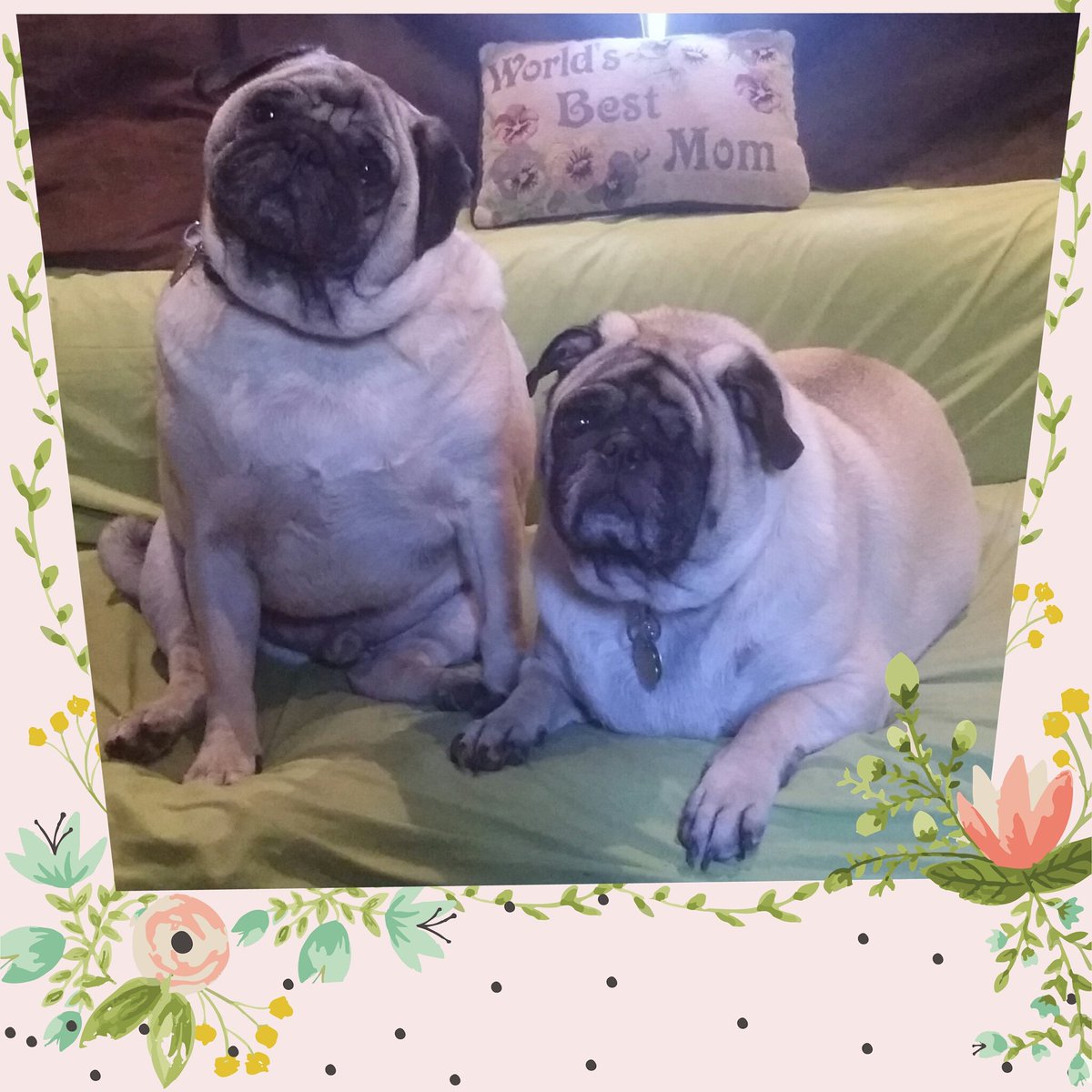 Mother_Mela's tweet photo. My boys @GrimNReaperPugs love me!
#TheyCallMeMudder #CrazyDogLady #DefientBroad #BeingMe #MyReality #Mudder https://t.co/oaTnv7I5AL