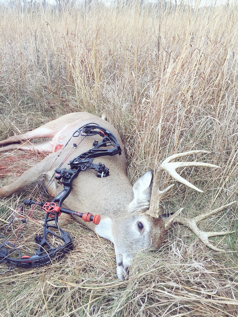 ckfrank414's tweet photo. Filled my Iowa Buck Tag! An 8pt 4 year old. Big Thank You to @TheLimbGrip and @Beer4Deer for great products!!! https://t.co/KmSBZVx7FA