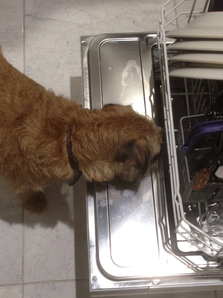 woodythebt's tweet photo. I iz snopervizin da fillin ov da dishwasha. Any plates wot need lickin over ere please..... #btjobs https://t.co/Fc1nj0IMEz