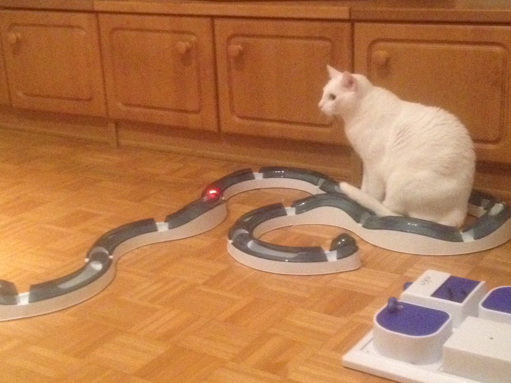 Nevado hat heute Geburtstag.
2 Jahre! Unglaublich wie schnell die Zeit vergeht. Viel Spaß mit Deinem Geschenk!😘