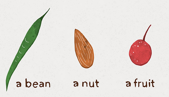 Starbucks's tweet photo. Coffee beans are actually seeds that come from a:
A. bean
B. nut
C. fruit
https://t.co/6n3VDnkWxL https://t.co/VwY80mSUsd