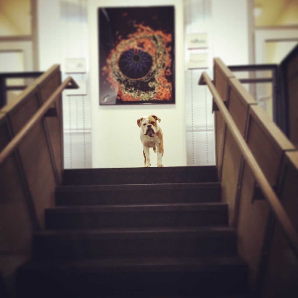 HPentchev's tweet photo. The cutest #startup #dog ever - Bruno from #okinlab https://t.co/yCoySCBTIm
