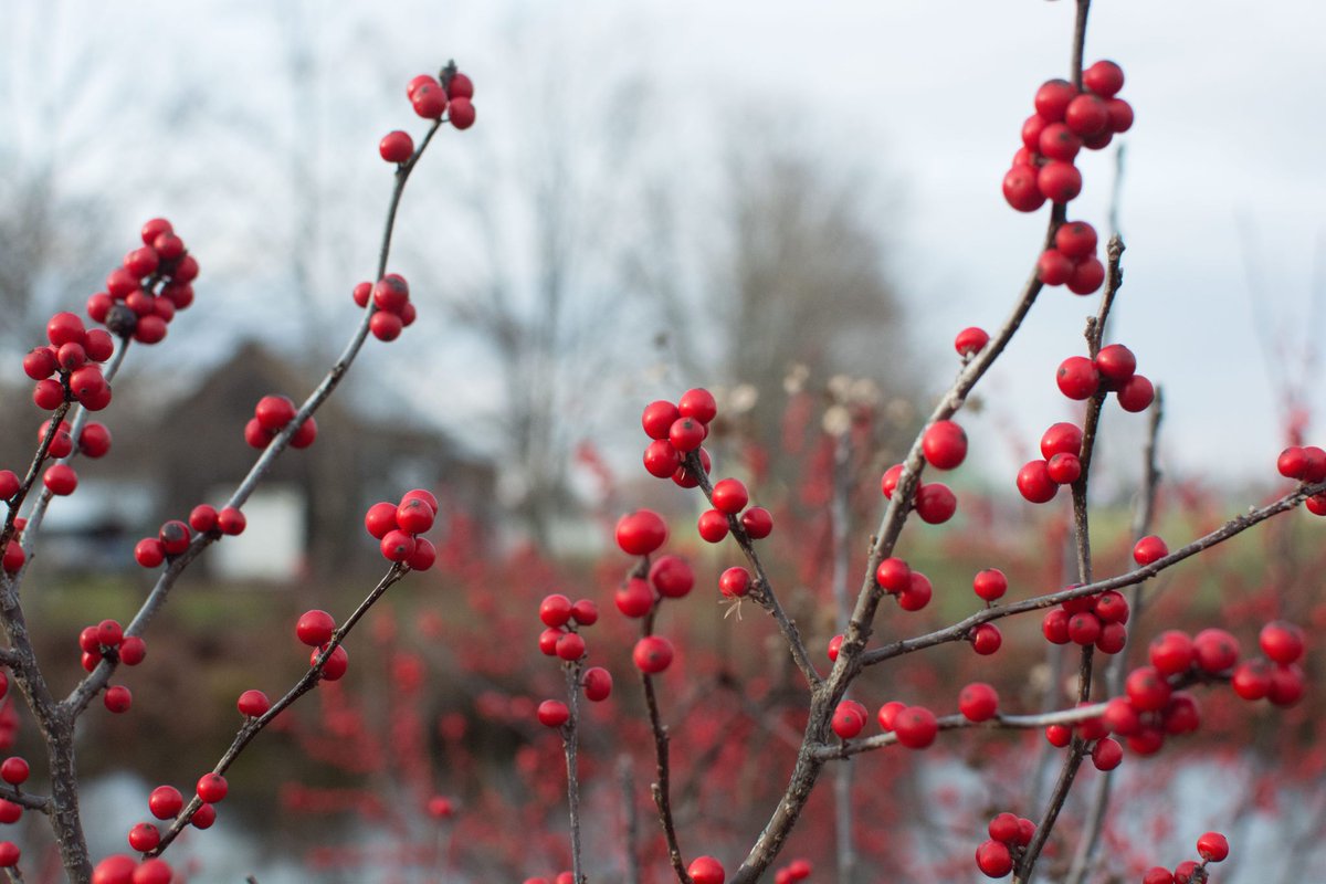 trivago's tweet photo. The holiday season is here! #trivaGOSEE a Farmer's Christmas @ the Delaware Ag Museum @DAgMV https://t.co/ccETnJZKWz https://t.co/r6vJRbMvc3