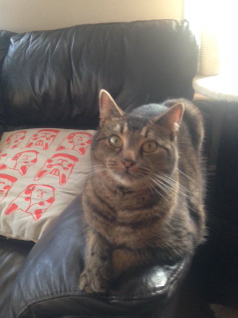 OtisMcOtis's tweet photo. Where is my tuna ? I'm waiting... #tunatuesday #cats https://t.co/kvoDgmey4d