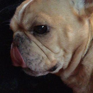 Frenchie_Cute's tweet photo. 🍹🍹 thirsty🐶 11.10.15 #lifewithafrenchie #frenchbulldog #thirsty https://t.co/R0ZDSLBxtQ https://t.co/TyERp2VnFk
