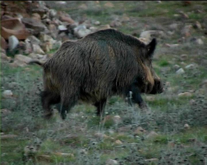 Vicenteamatcaza's tweet photo. Todos los sábados,de 20:30 a 21:30 horas, Intereconomía TV emitirá dos documentales de la serie "Paisajes de Caza". https://t.co/gerICB5Z5M