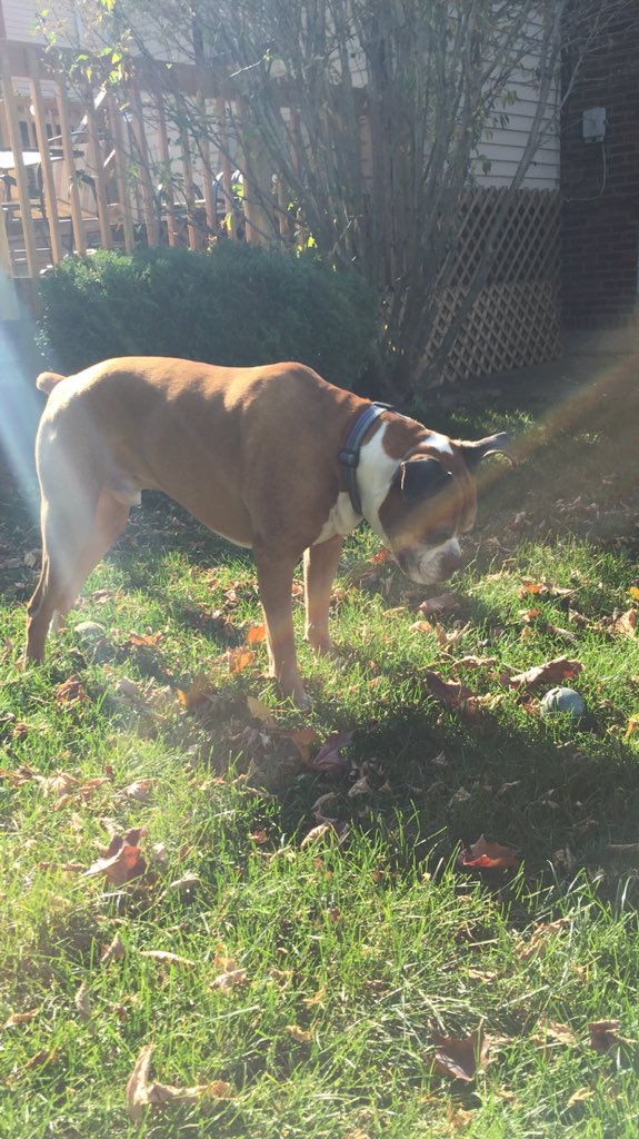 theflyingyosh's tweet photo. Quit messing me with me ball! #boxerdog #dogs #dogsoftwitter #dogslovewhistle #tuesday #bonehead #theflyingyosh https://t.co/kxo1ixwUEf