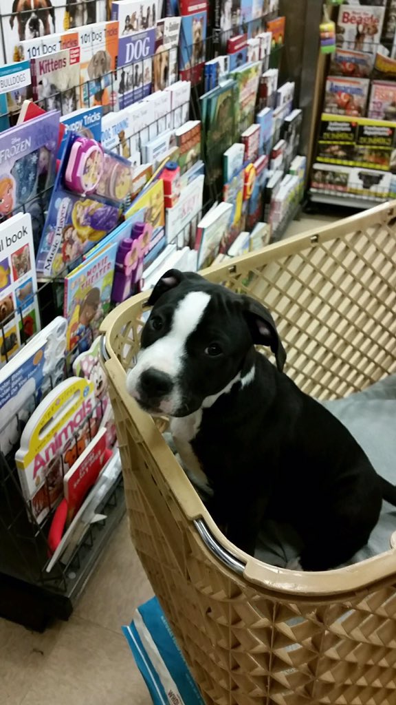 bubba_sethhall's tweet photo. I can't get over how cute this little guy is! https://t.co/XFdpfhExqb