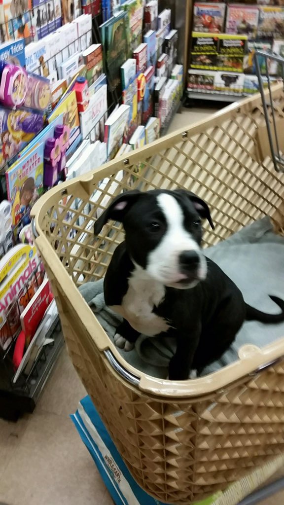 bubba_sethhall's tweet photo. I can't get over how cute this little guy is! https://t.co/XFdpfhExqb