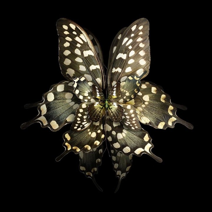 mymodernmet's tweet photo. Insect wings made to look like blooming flowers explores natural concept of mimicry https://t.co/AsngzsVANX https://t.co/Jonqd3D8W2