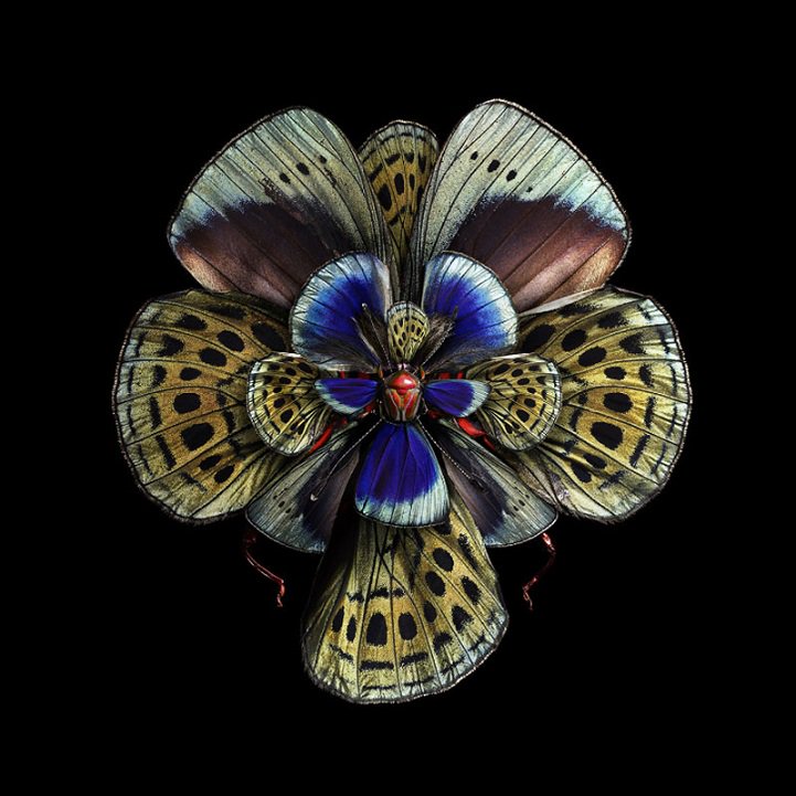mymodernmet's tweet photo. Insect wings made to look like blooming flowers explores natural concept of mimicry https://t.co/AsngzsVANX https://t.co/Jonqd3D8W2