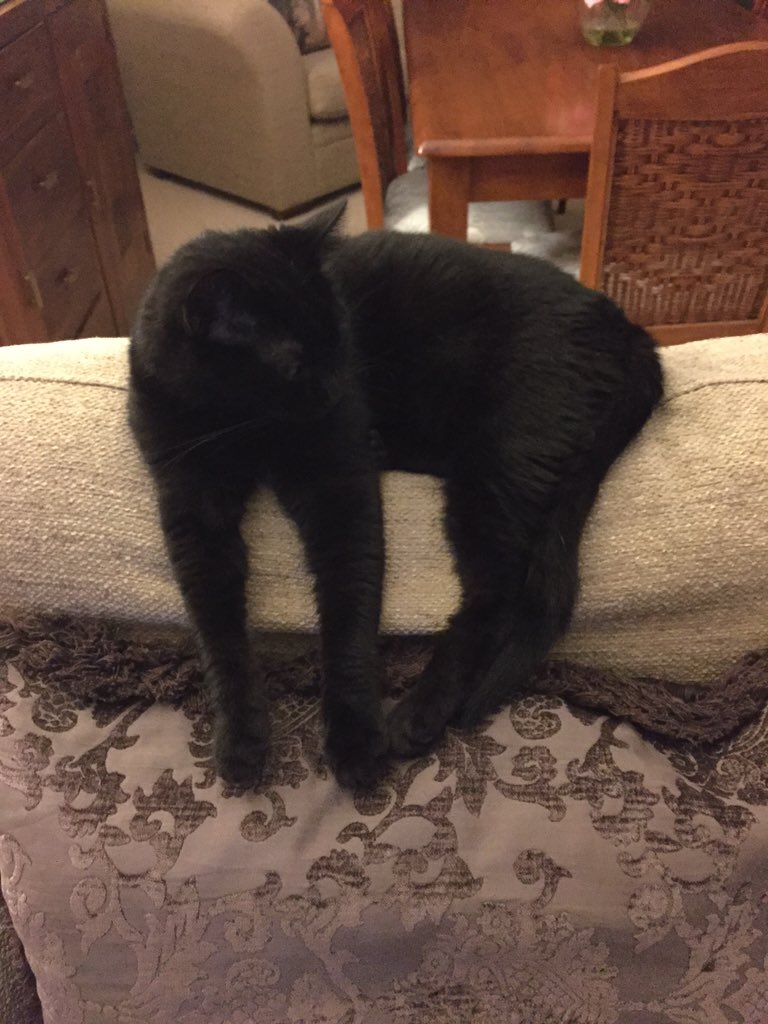 MarleyPeggy1's tweet photo. Marley is waiting for  #tunatuesday, dont fink humans hav any😺🐾 look at him chilling! https://t.co/oBYRGpGqFc