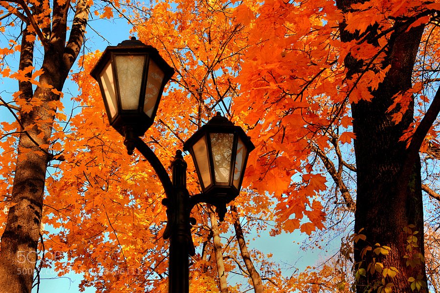 FotoWebLine's tweet photo. Popular on 500px : Autumn streetlight by danraizfoto https://t.co/B7flcVBAwF #photography #photographer https://t.co/IGK6tPkDbM