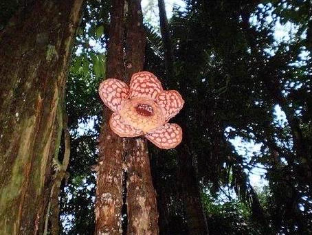 世界最大の花のラフレシアが、こんな所から生えちゃったｗｗｗ