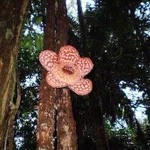 世界最大の花のラフレシアが、こんな所から生えちゃった!