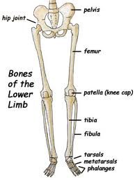 Simple New Yorker: What Is The Biggest Bone In Your Body Simple New Yorker: What Is The Biggest Bone In Your Body