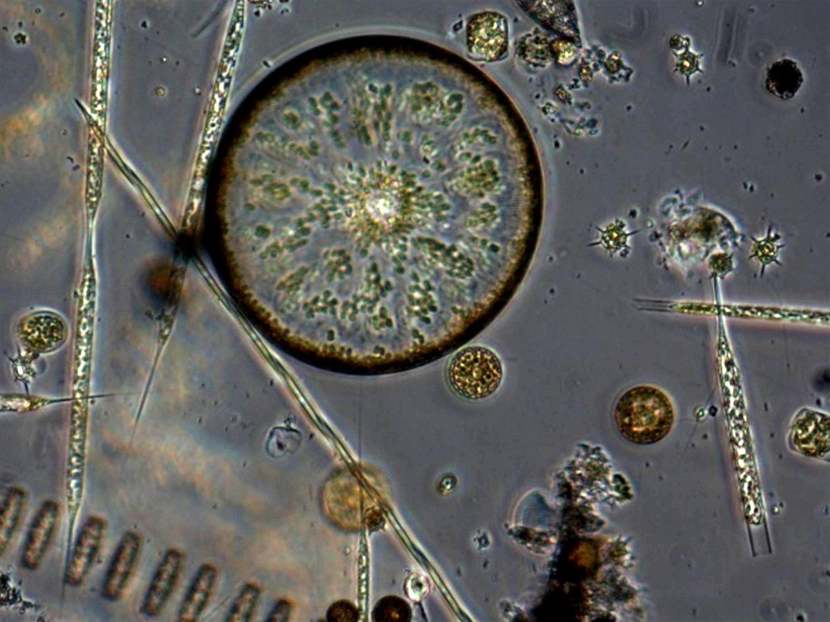 NSF's tweet photo. #NSFfunded research transforms our world. Here are some amazing projects: https://t.co/nNUk1mqUwZ #WorldScienceDay https://t.co/ANtDM7g83i