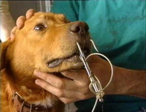 OuNousAllons's tweet photo. Continuez, c'est vrai, un animal ne pleure pas... https://t.co/M1gCgapdul