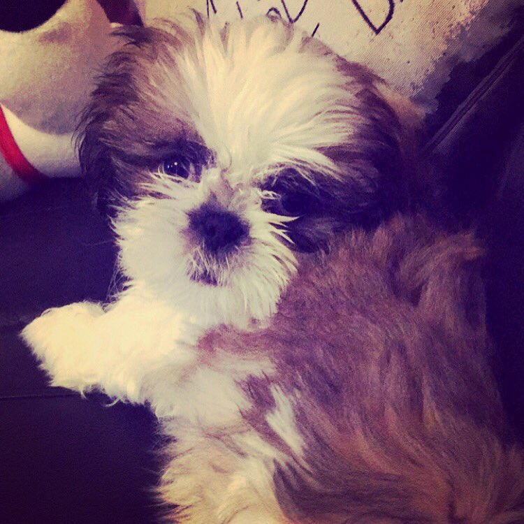 trudimccourt's tweet photo. @Jaclynhill fudge says yes to eBay! (Open snapchat) 🐶☺️ https://t.co/3pKop1rHlu