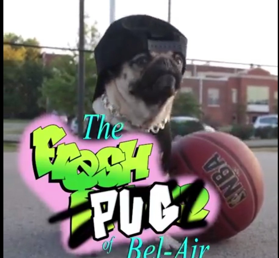 bombou's tweet photo. E se seus seriados (e novelas) favoritos fossem estrelados por pugs? -  https://t.co/rzEDQW9AGB https://t.co/cJWC3h4gY5