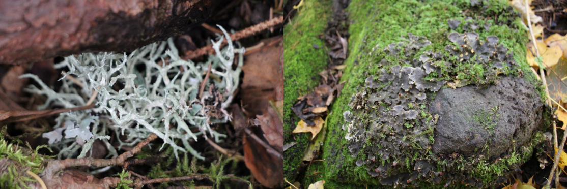 Moss_at_Mac's tweet photo. Do you know what type of bryophytes these are? Check out our blog post to find out! https://t.co/DrLfOBskve #ENVB222 https://t.co/cQVZkkLfHm