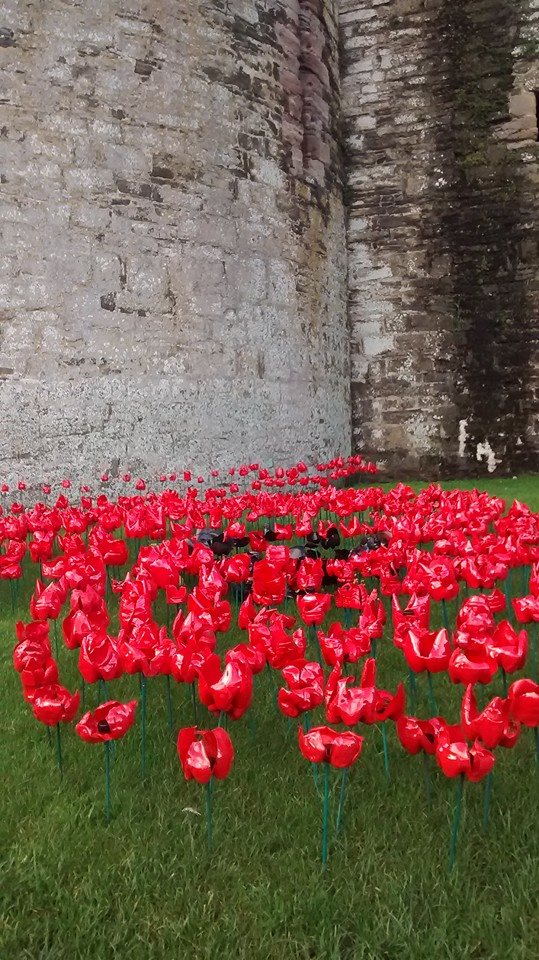 Poppies are holding up and standing strong in these winds and rains ! #PoppyAppeal <a href="/BlindVeterans/">Blind Veterans UK</a> #conwycastle