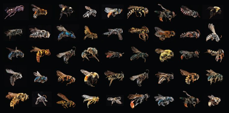EcoClotheslines's tweet photo. RT @Rhinohidellc @ensiamedia: The secret life of native bees https://t.co/6vUSTwOW1e #ESCJAM2015 https://t.co/CBVYzhlQs1