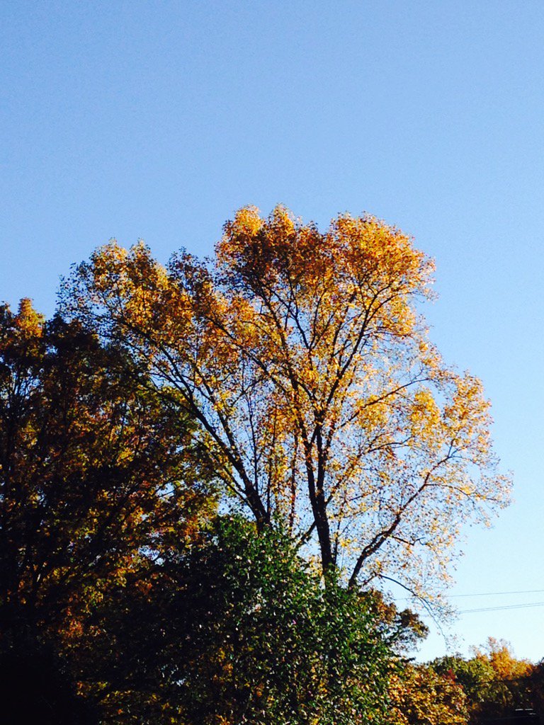 ItsCathyNC's tweet photo. Not a cloud in the sky. Just sun & beautiful Carolina blue. #10daysofrain https://t.co/3sNb9FaTDo