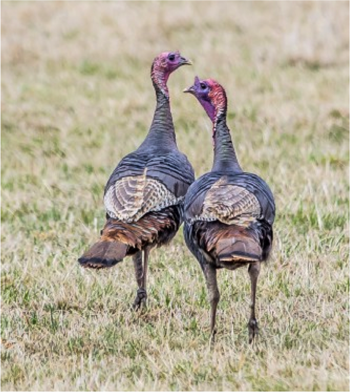 PenningtonBirds's tweet photo. The natural habitat of a Wild Turkey is a forest, particularly forests with nut trees like oak and hickory. https://t.co/3LuR3WZsx9