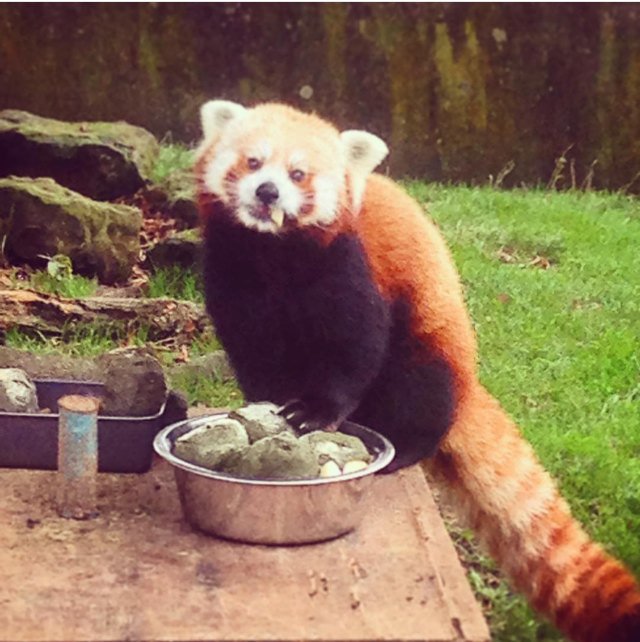 DBardey's tweet photo. #redpanda enjoying some #panda #cake at @ZSLWhipsnadeZoo @OfficialZSL today #zoo #conservation https://t.co/XbXNrh60y6