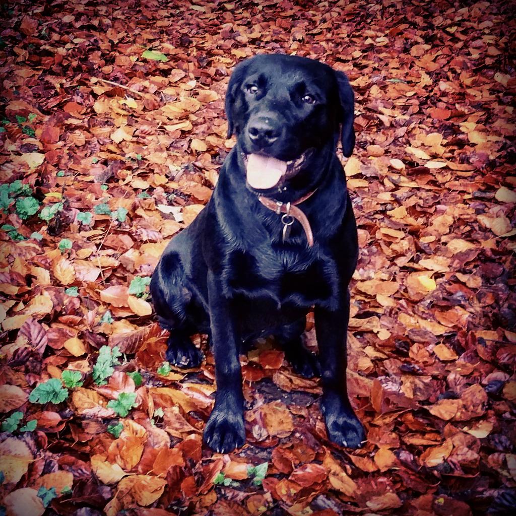 OaksOldBoys's tweet photo. @kingssnacks #MrMarley out &amp; about #SouthGloucestershire #KingsCountryside  #DogWalks #Homegrown #KingsSnacks https://t.co/CKHDn0Wal8